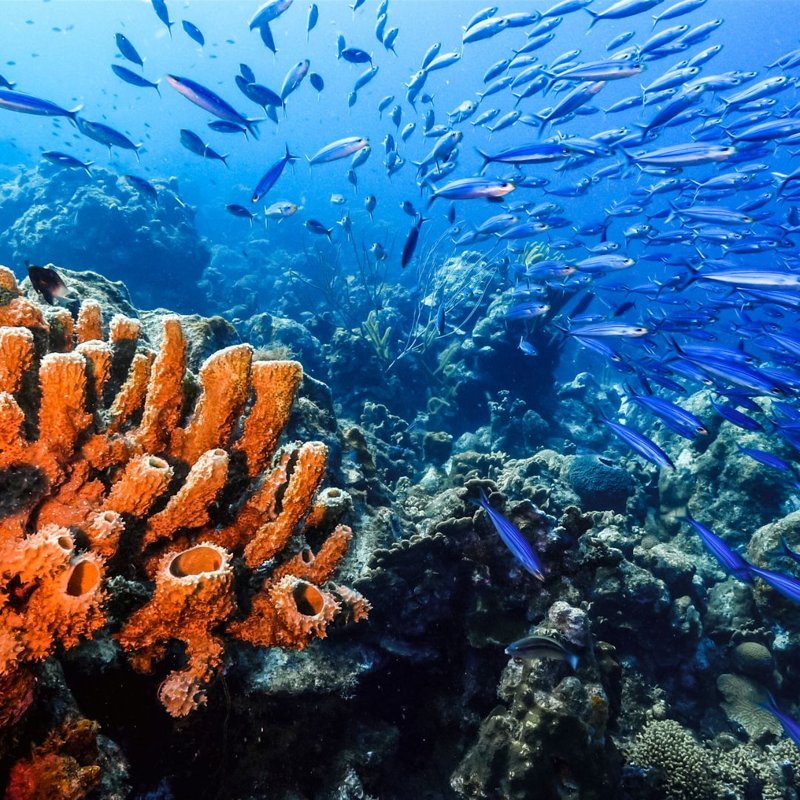 4 Caribische koraalriffen om te duiken