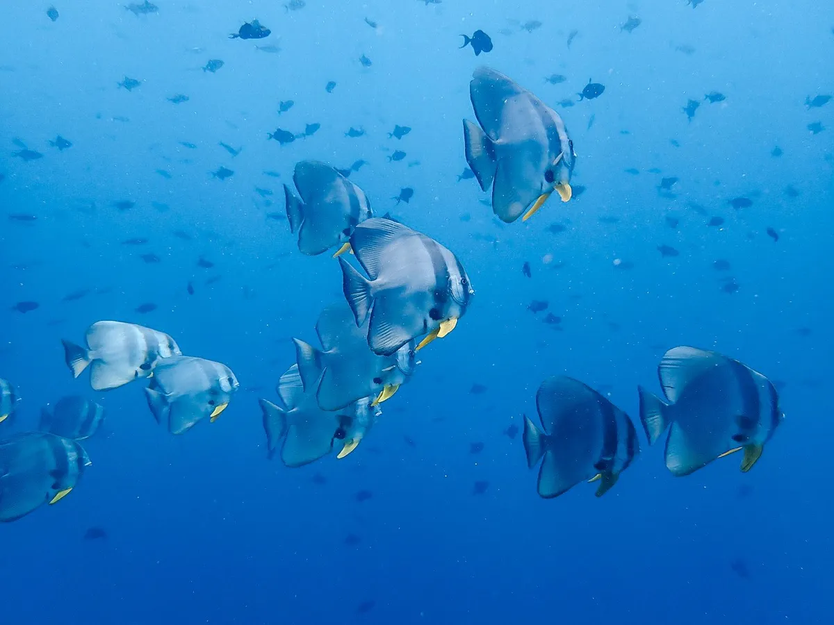 Duiken in Raja Ampat: duikinstructeur Violette deelt haar ervaringen