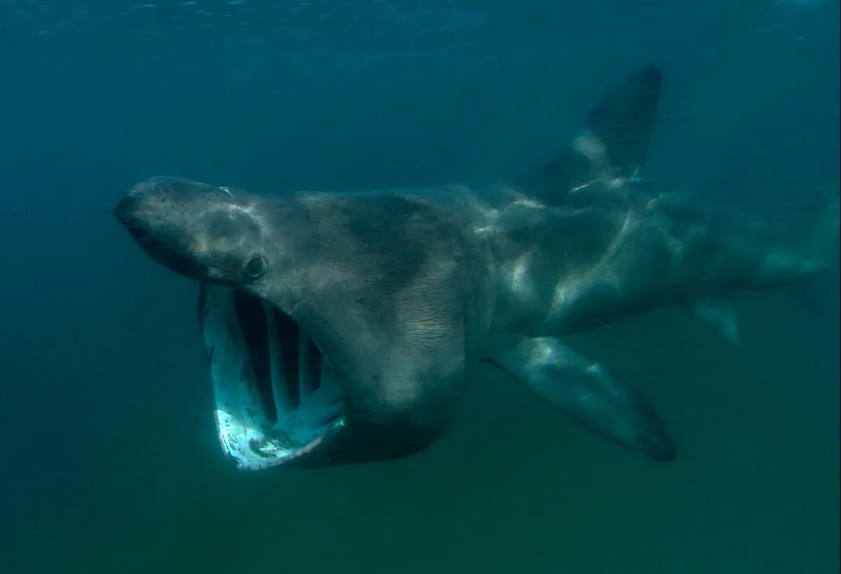 Reuzenhaai in de Noordzee: wat is de waarheid over haaien?